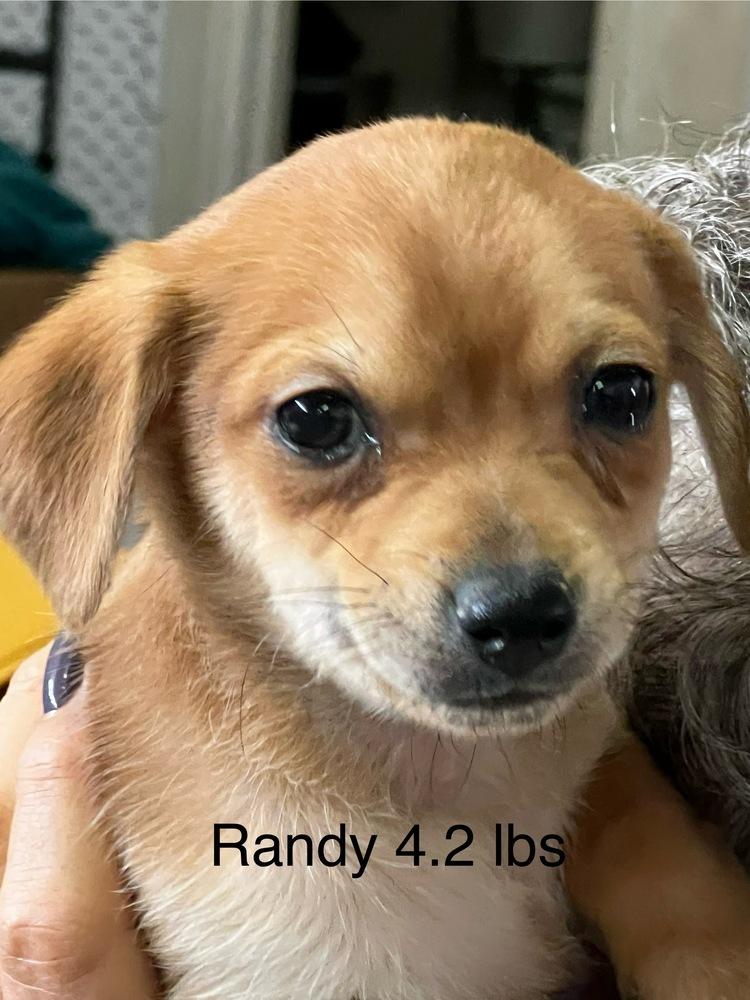 Randy, Adopted, Puppy Male Chihuahua.