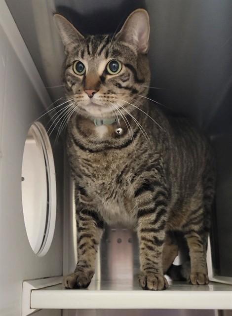 NIK, Adoptable, Adult Male Domestic Short Hair.