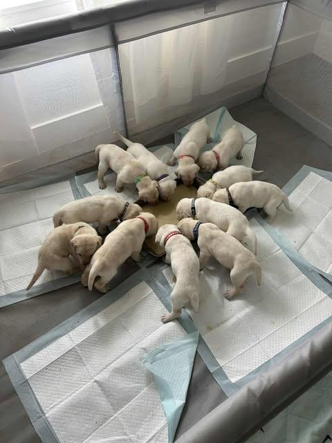 Lion King Litter