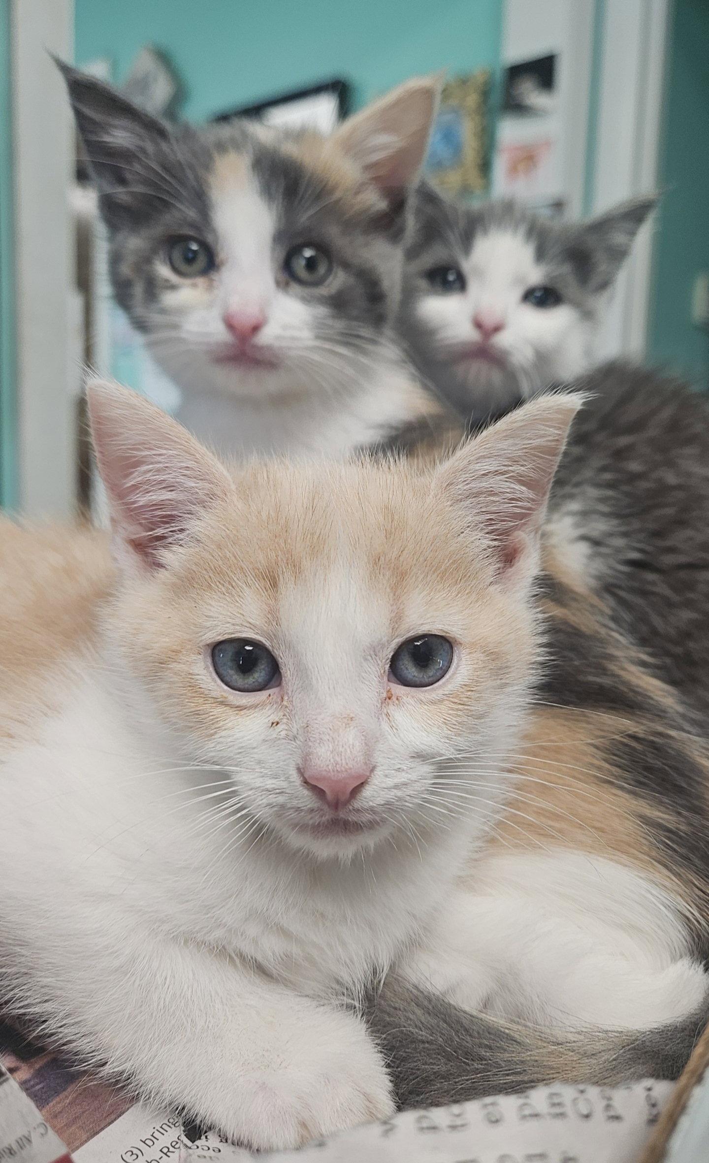 Enlarge *Twizzler, a Adoptable Domestic Short Hair in Forest, VA image 3/3