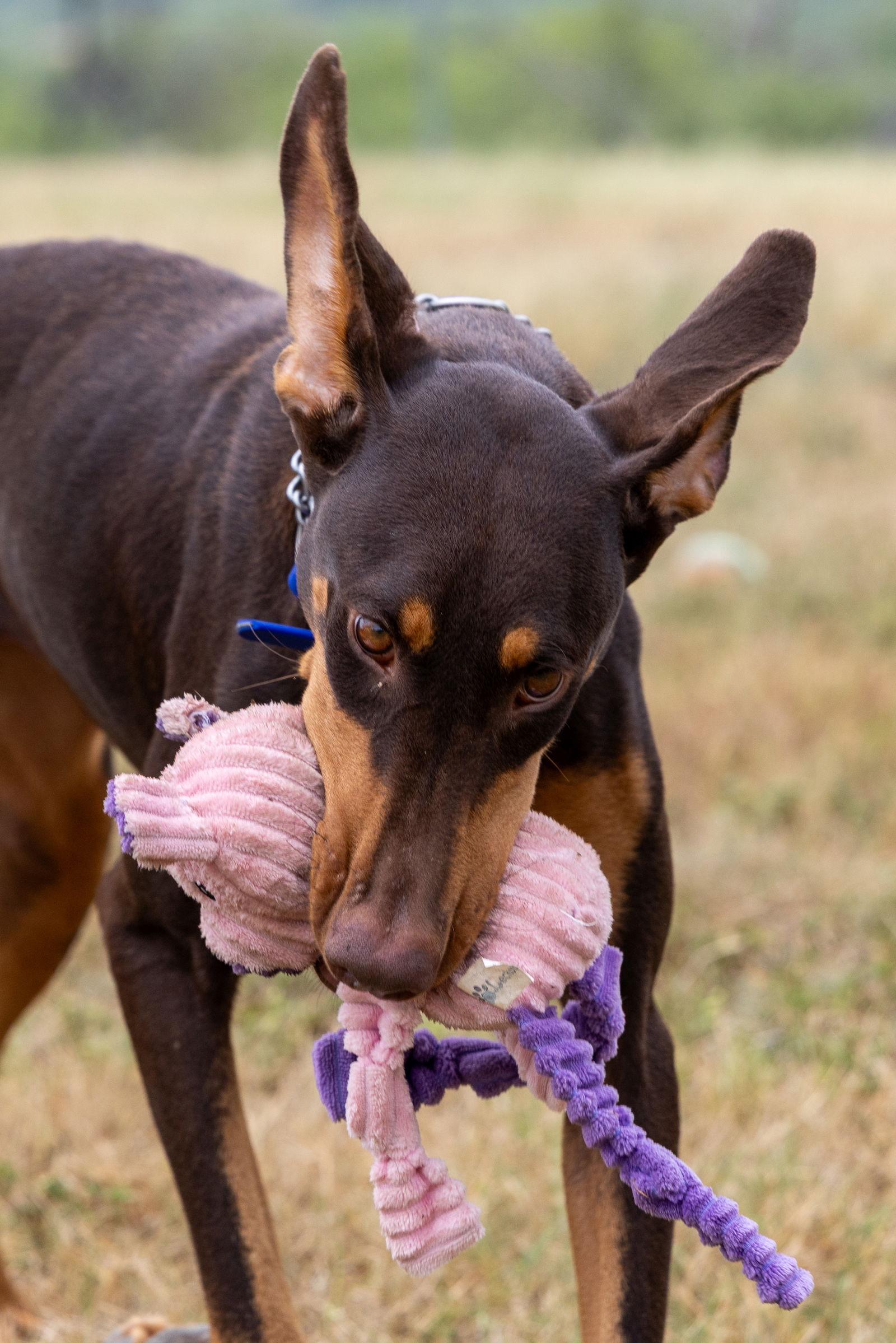 Enlarge Clover, a Adopted Doberman Pinscher in San Antonio, TX image 1/3