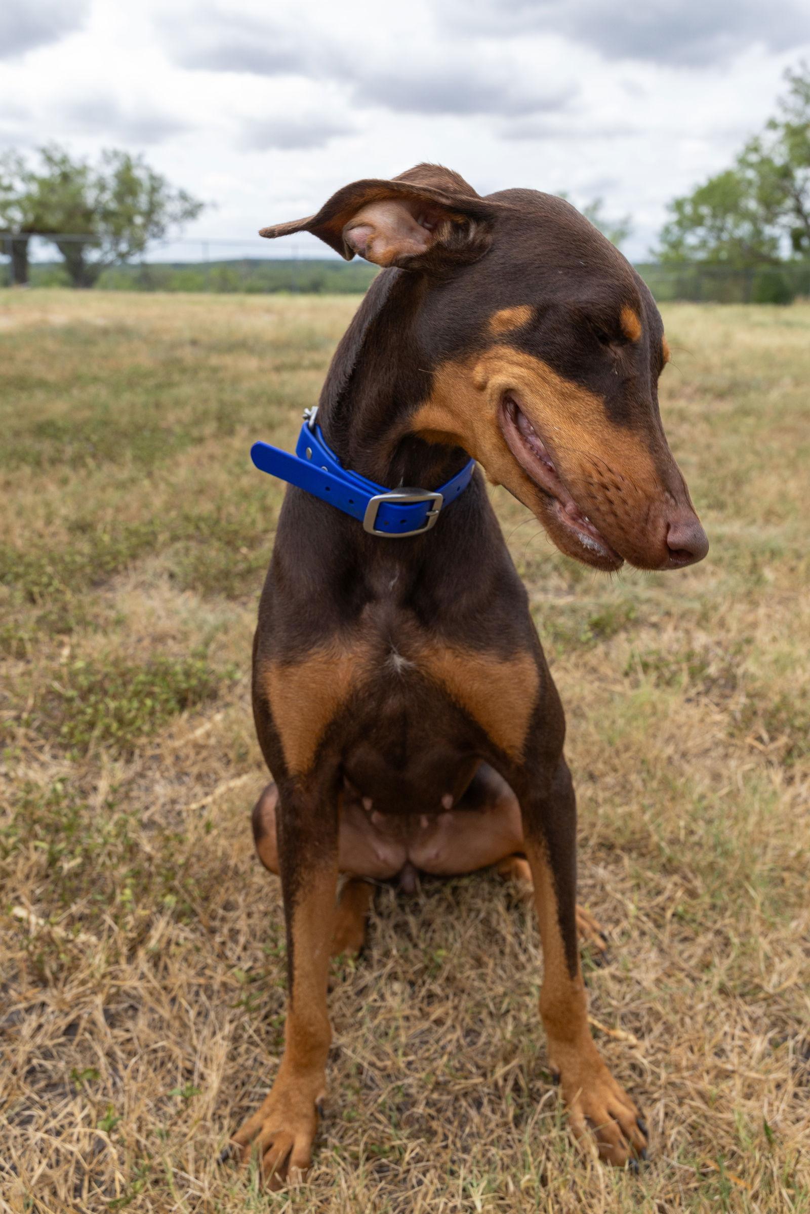 Enlarge Clover, a Adopted Doberman Pinscher in San Antonio, TX image 2/3