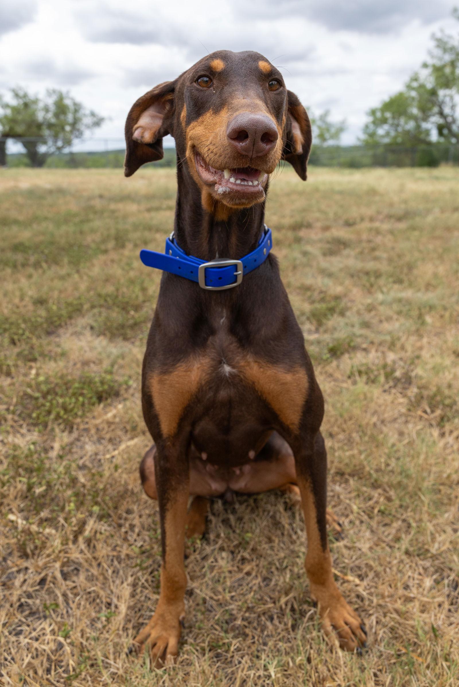 Enlarge Clover, a Adopted Doberman Pinscher in San Antonio, TX image 3/3