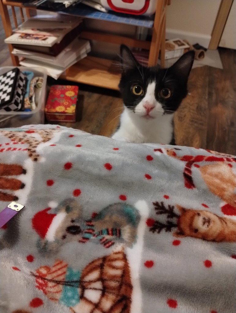 Enlarge Giovanni, a Adoptable Domestic Medium Hair in Battle Ground, WA image 2/2