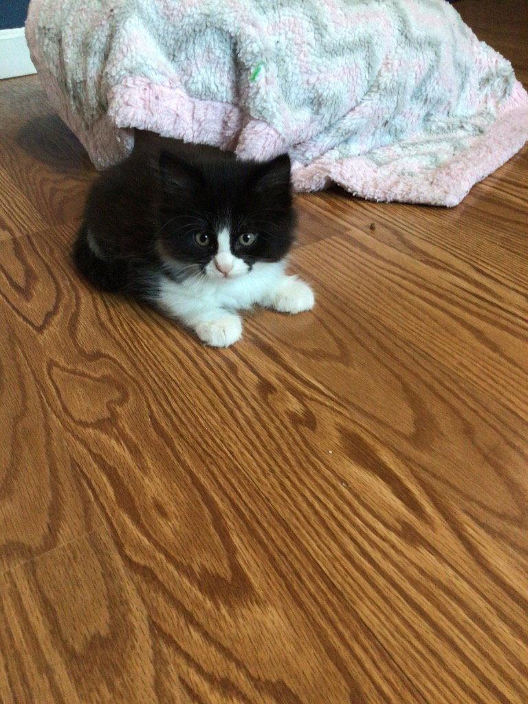 Giovanni, Adoptable, Kitten Male Domestic Medium Hair.