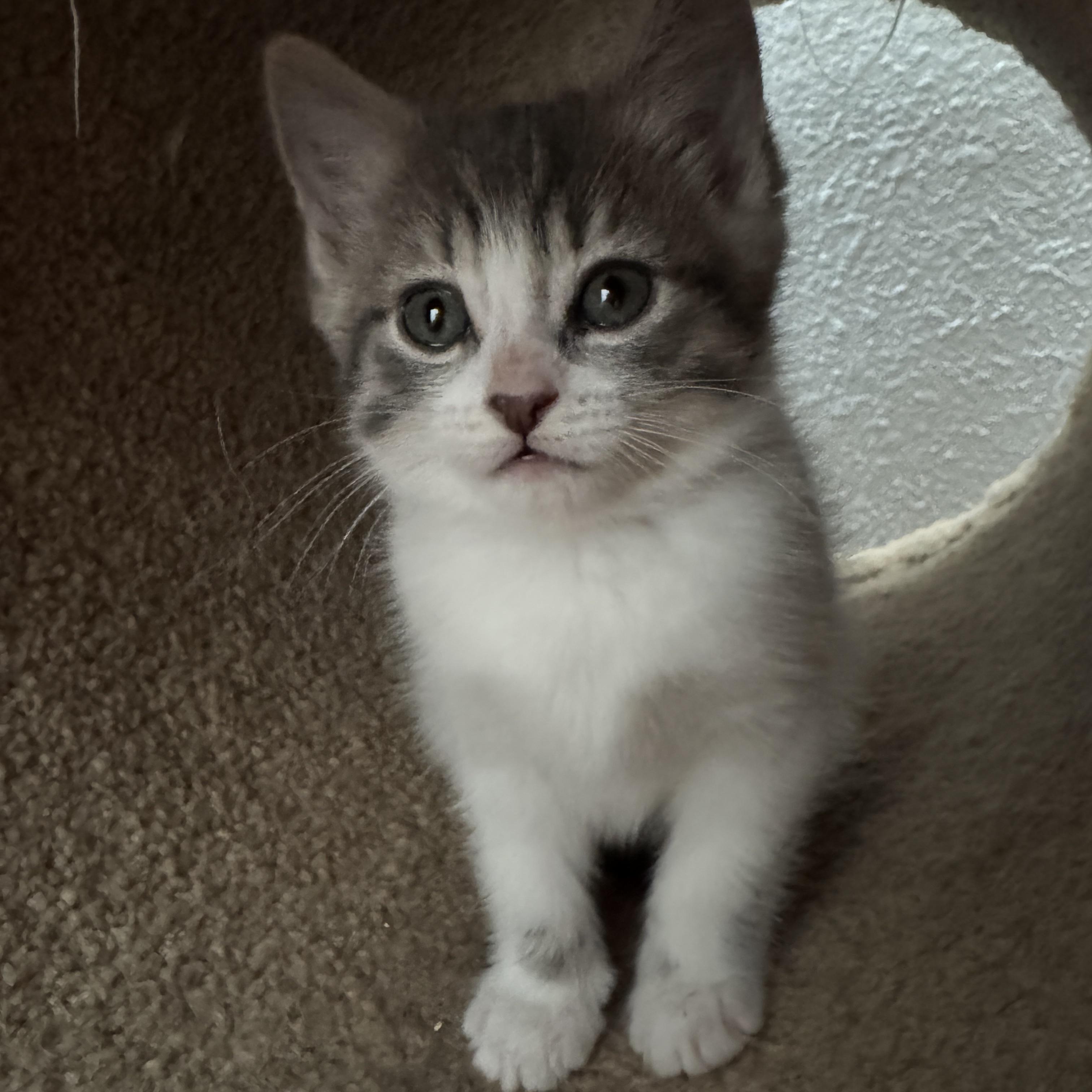 Enlarge Belle, a Adoptable Domestic Short Hair in Kamloops, BC image 2/6