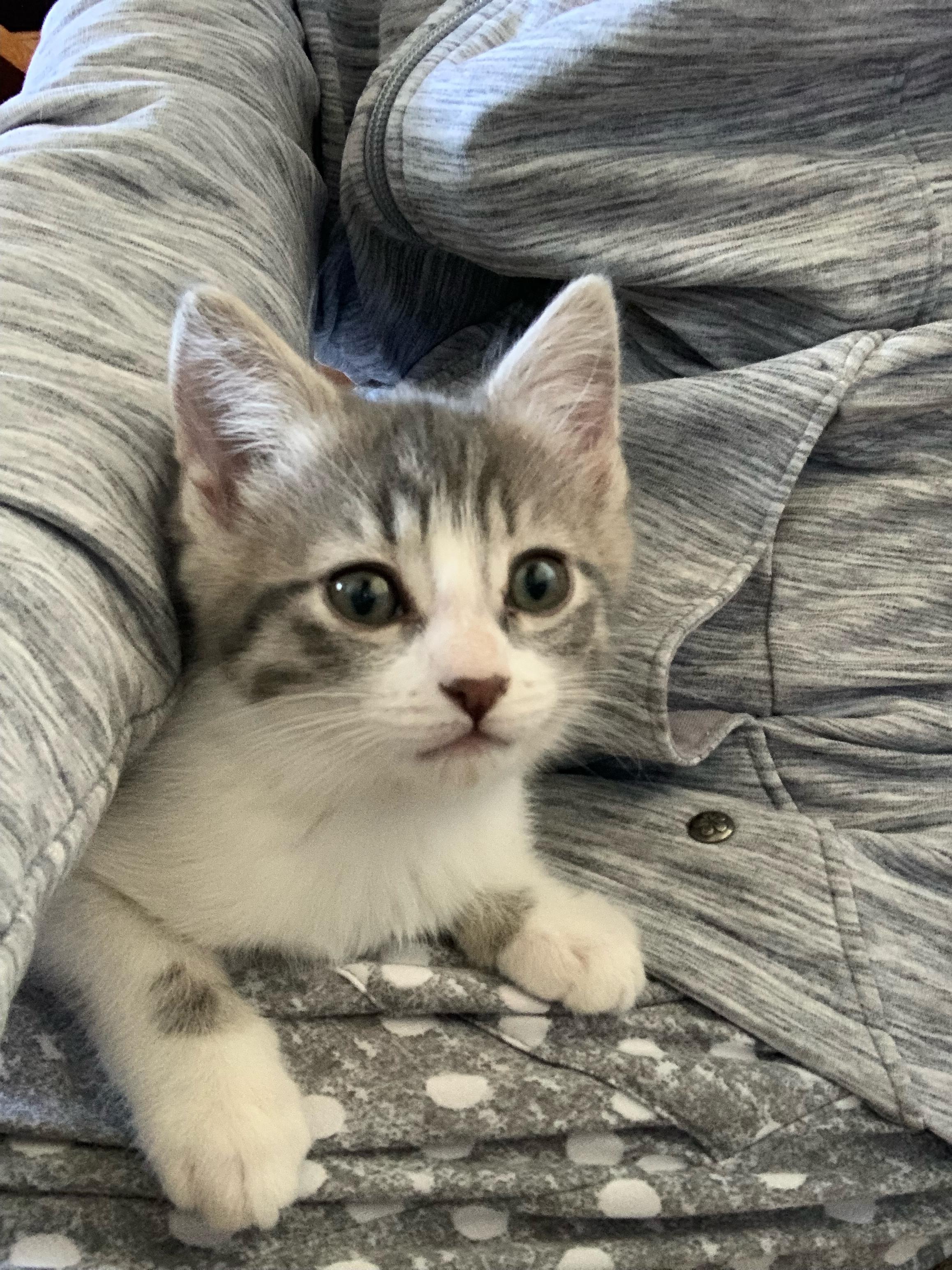 Enlarge Belle, a Adoptable Domestic Short Hair in Kamloops, BC image 3/6