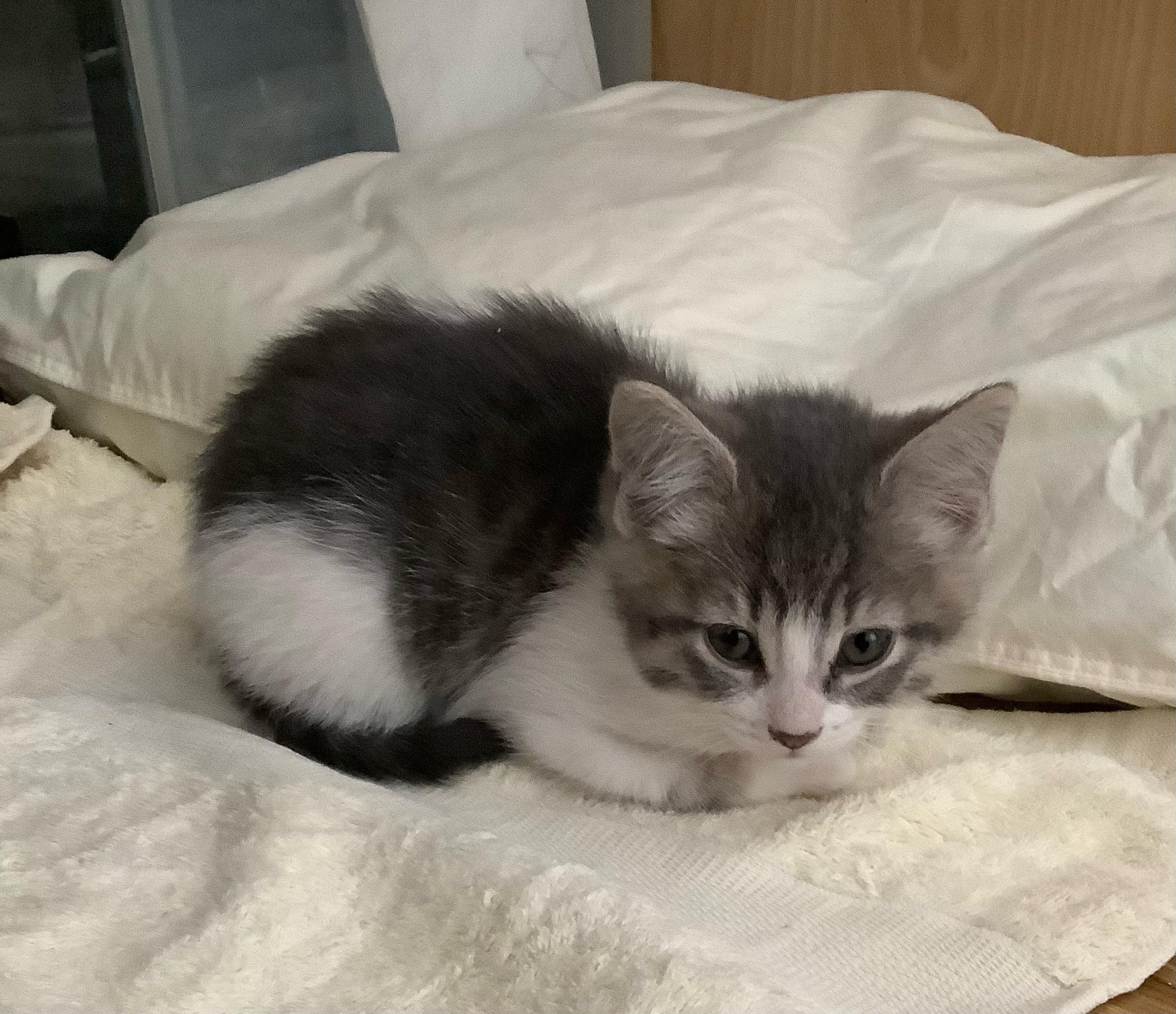 Enlarge Belle, a Adoptable Domestic Short Hair in Kamloops, BC image 4/6