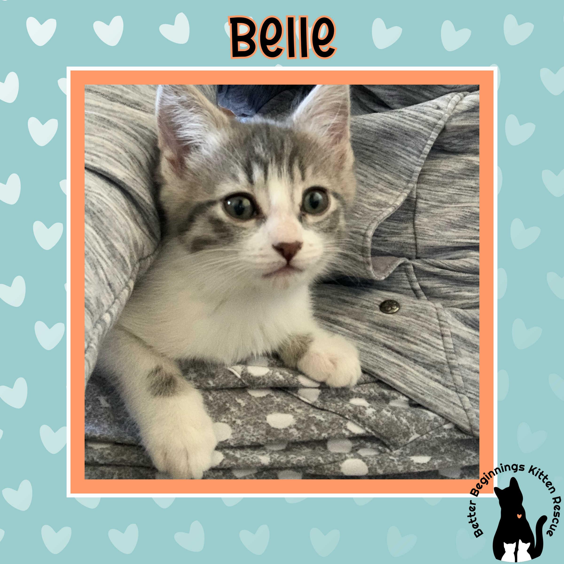 Enlarge Belle, a Adoptable Domestic Short Hair in Kamloops, BC image 5/6