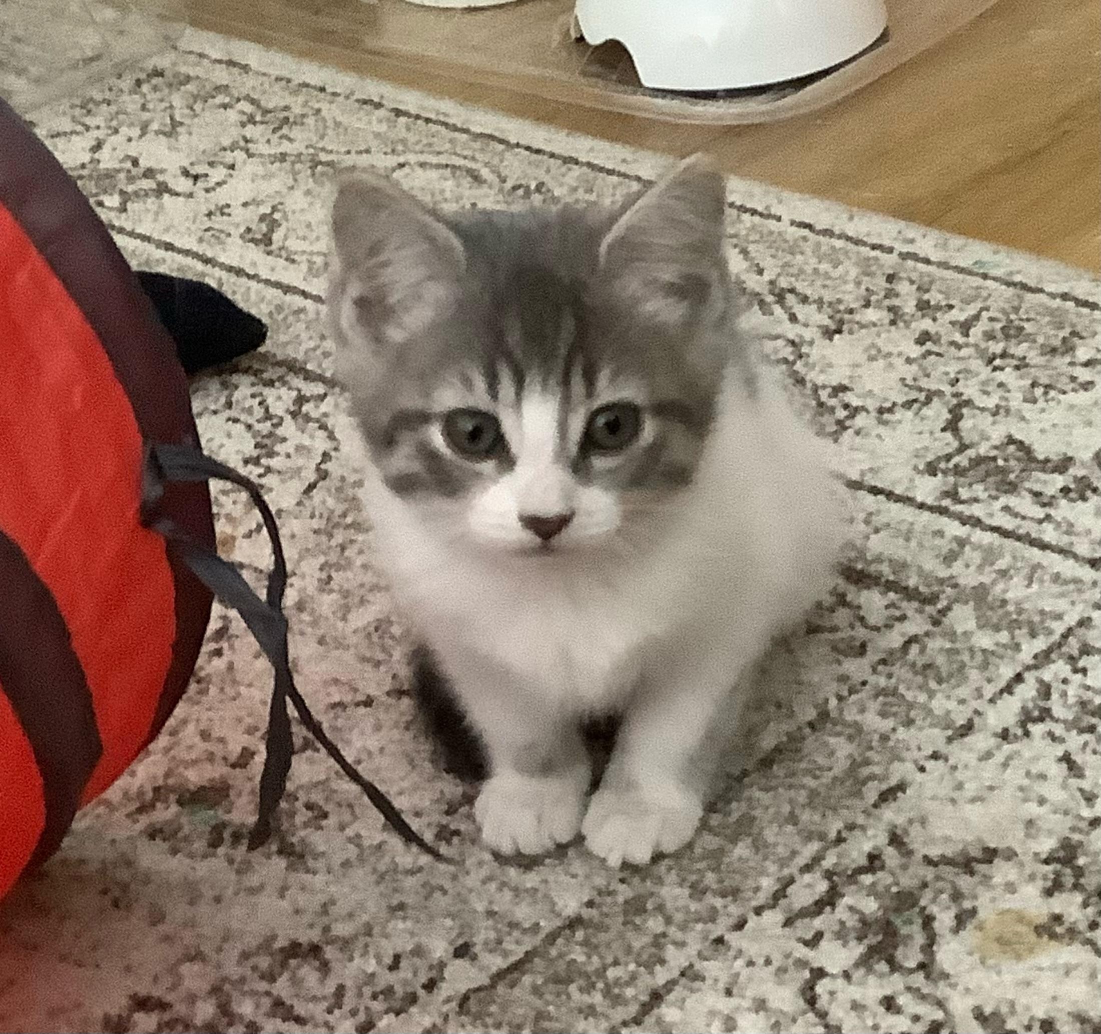 Enlarge Belle, a Adoptable Domestic Short Hair in Kamloops, BC image 6/6