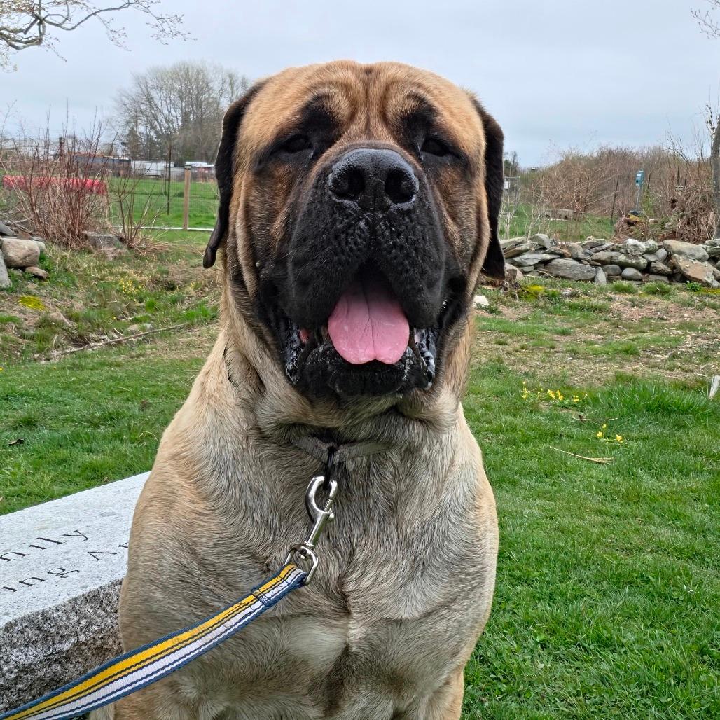 Waldo, Adoptable, Adult Male Mastiff.
