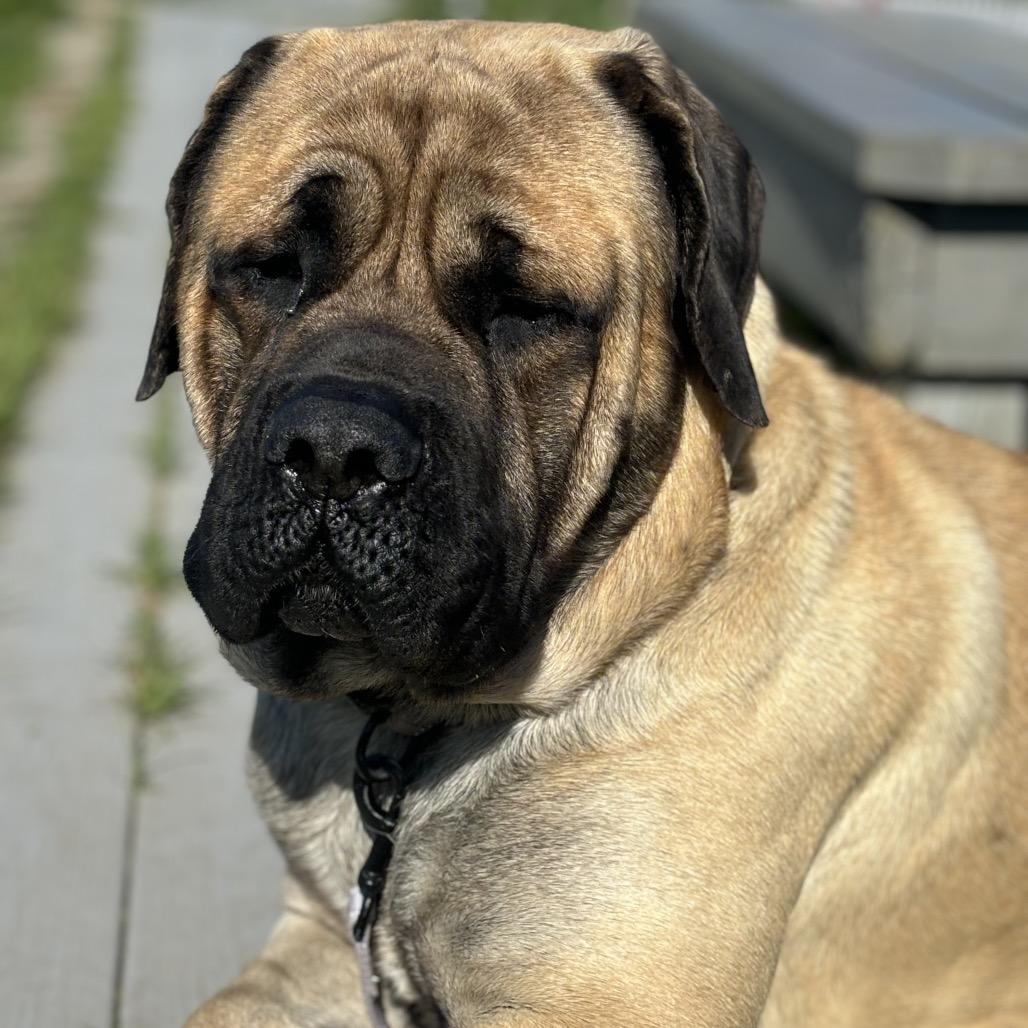 Waldo, a Adoptable Mastiff in Middletown, RI image 2/4