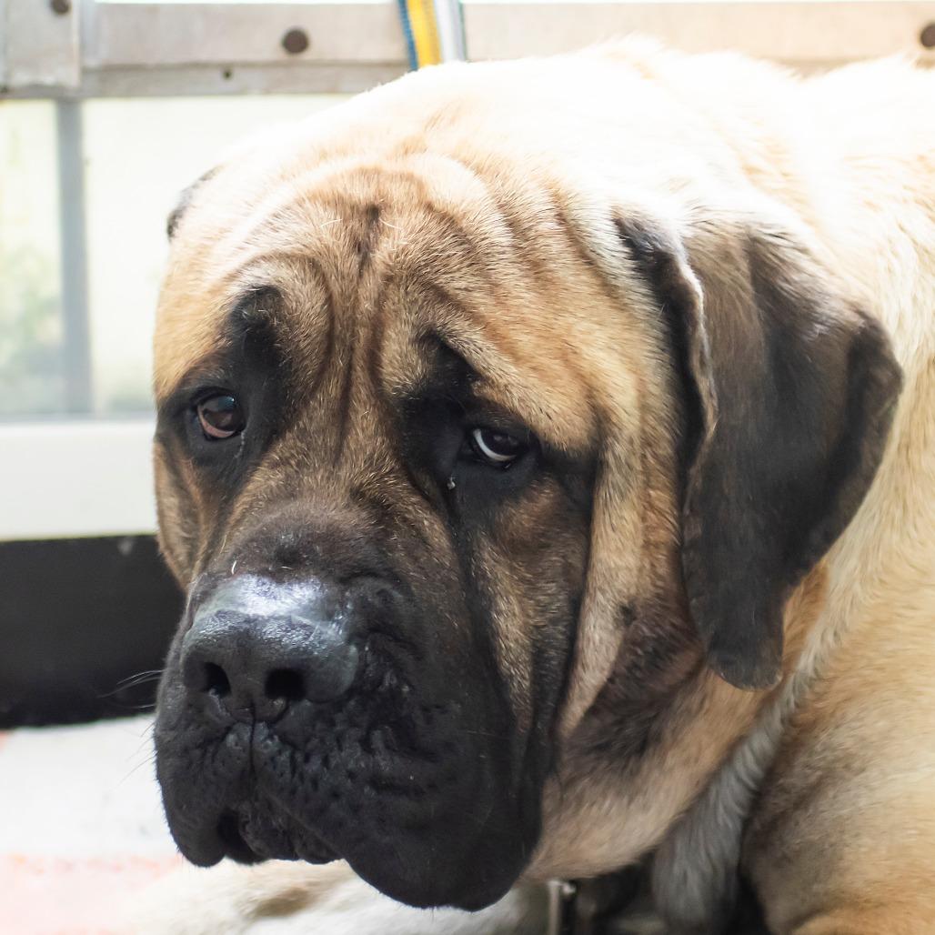Waldo, a Adoptable Mastiff in Middletown, RI image 3/4