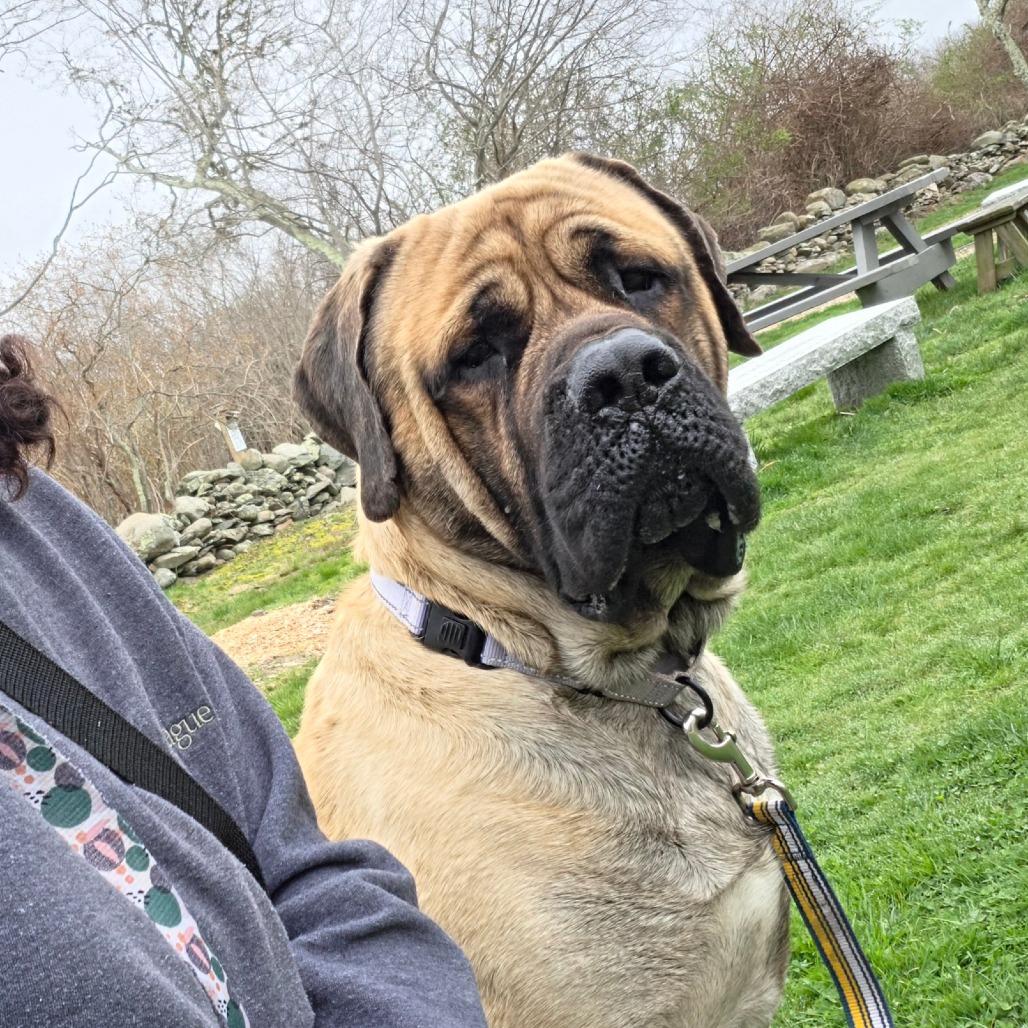 Waldo, a Adoptable Mastiff in Middletown, RI image 4/4