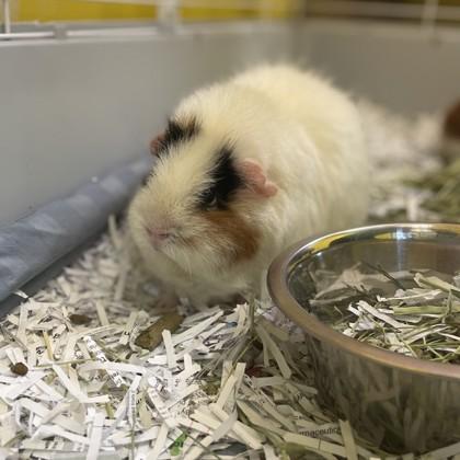 Star Crunch, Adoptable, Adult Female Guinea Pig & Guinea Pig.