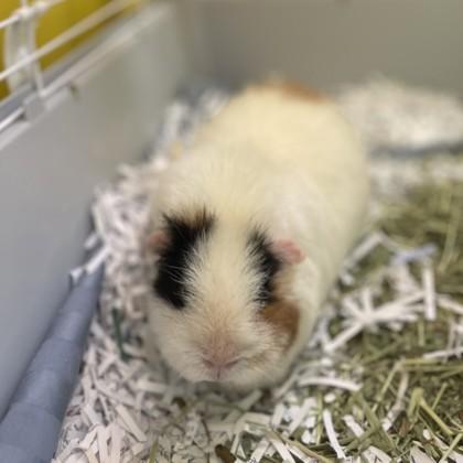 Enlarge Star Crunch, a Adoptable mixed breed in East Montpelier, VT image 3/3