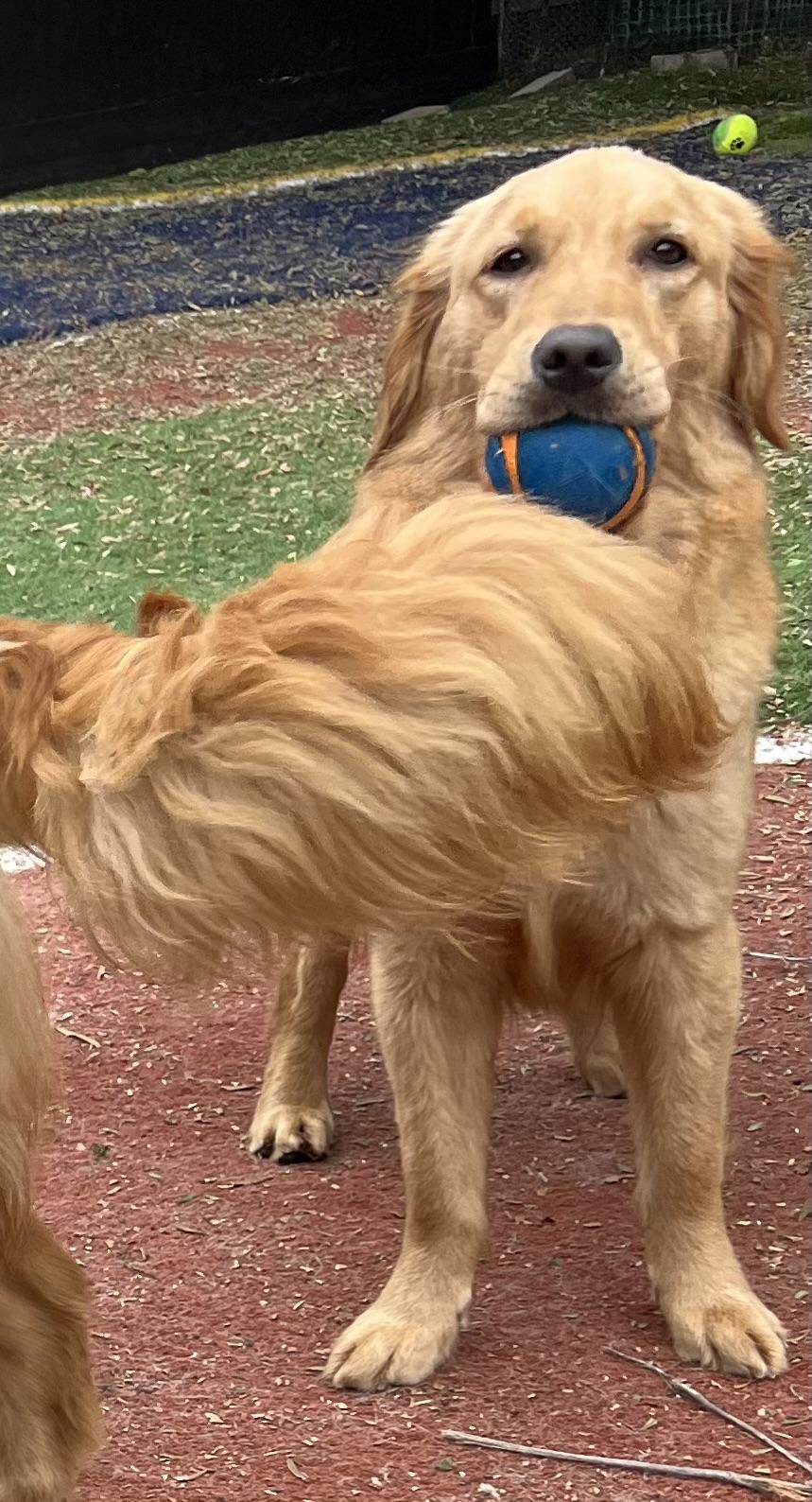 Bailey