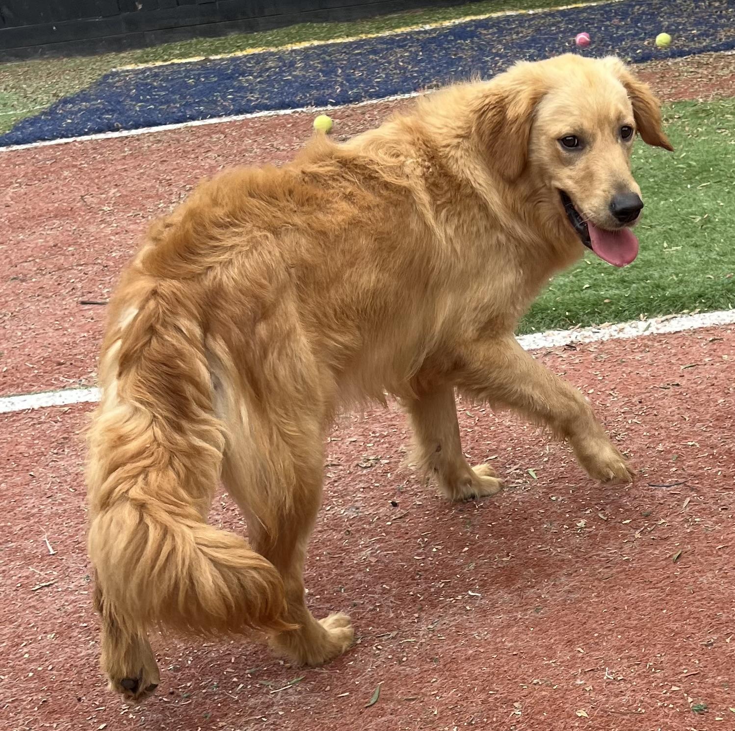 Bailey