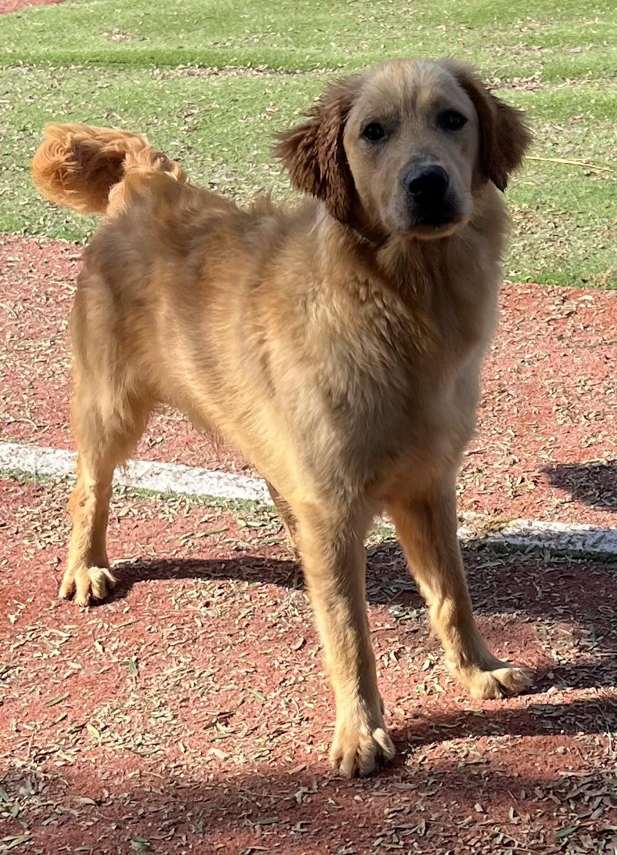 Bailey