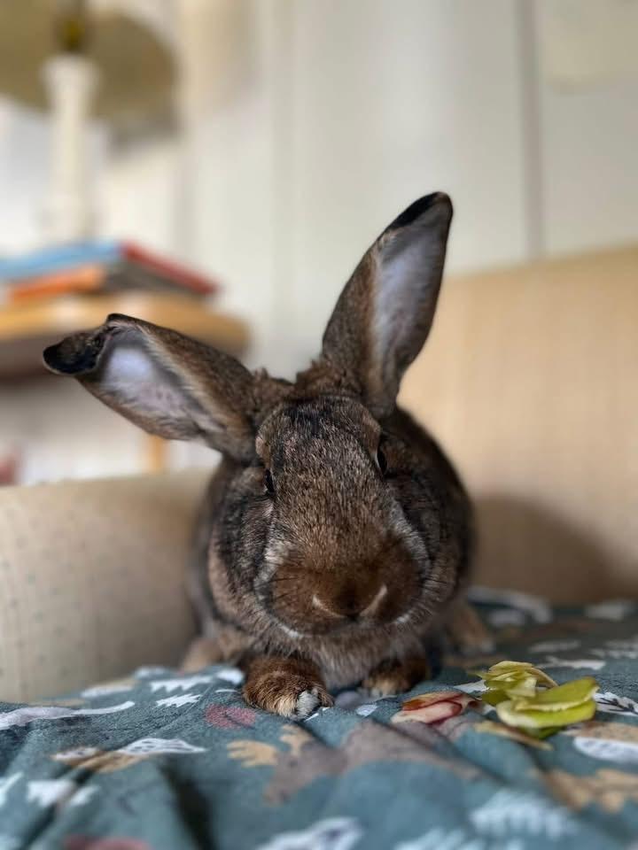 Kettle Corn, ADOPTABLE, Adult Male New Zealand.