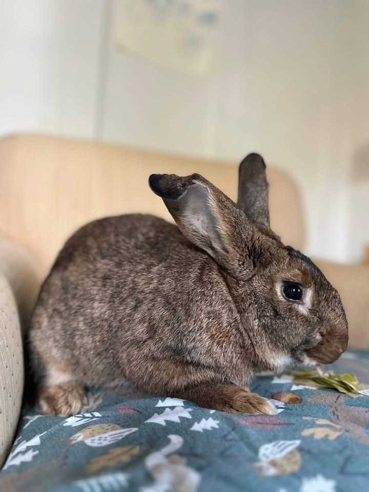 Enlarge Kettle Corn, a ADOPTABLE New Zealand in St. Charles, MO image 3/5