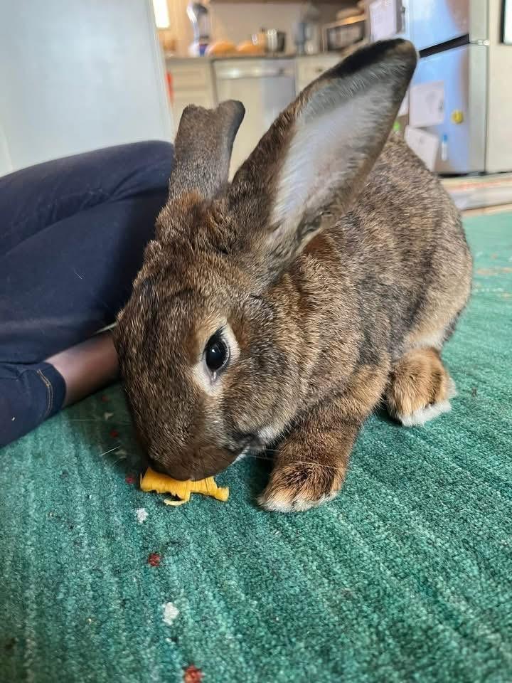 Enlarge Kettle Corn, a ADOPTABLE New Zealand in St. Charles, MO image 4/5