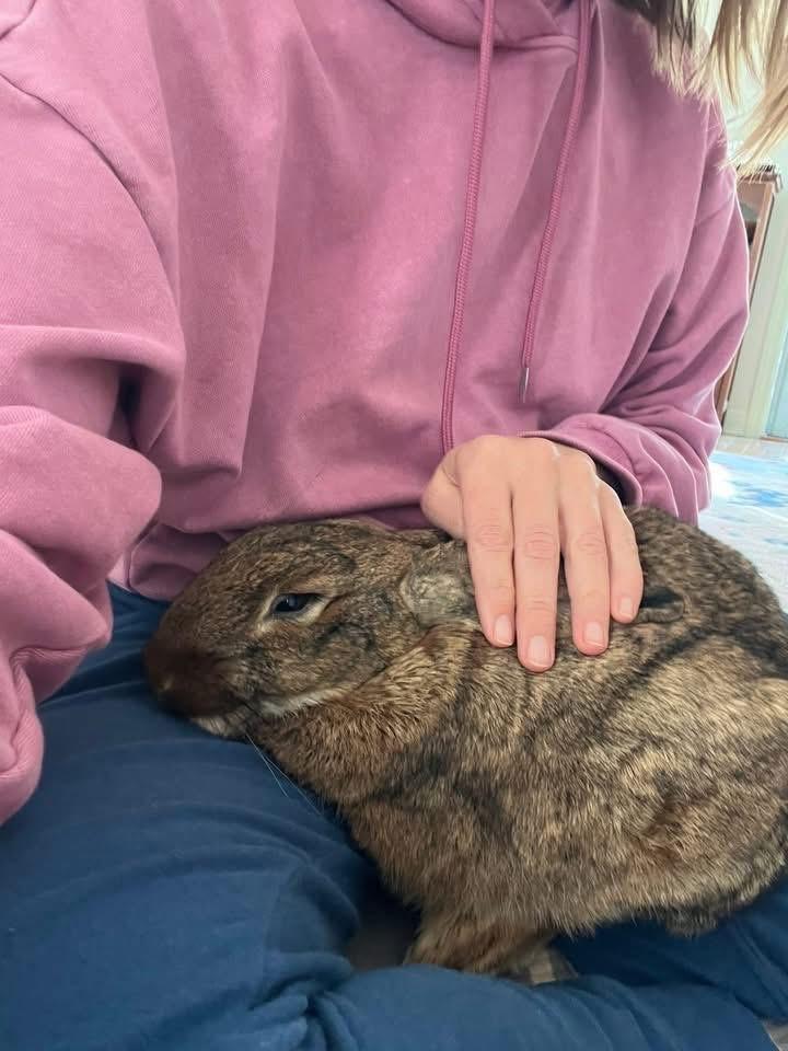 Enlarge Kettle Corn, a ADOPTABLE New Zealand in St. Charles, MO image 5/5