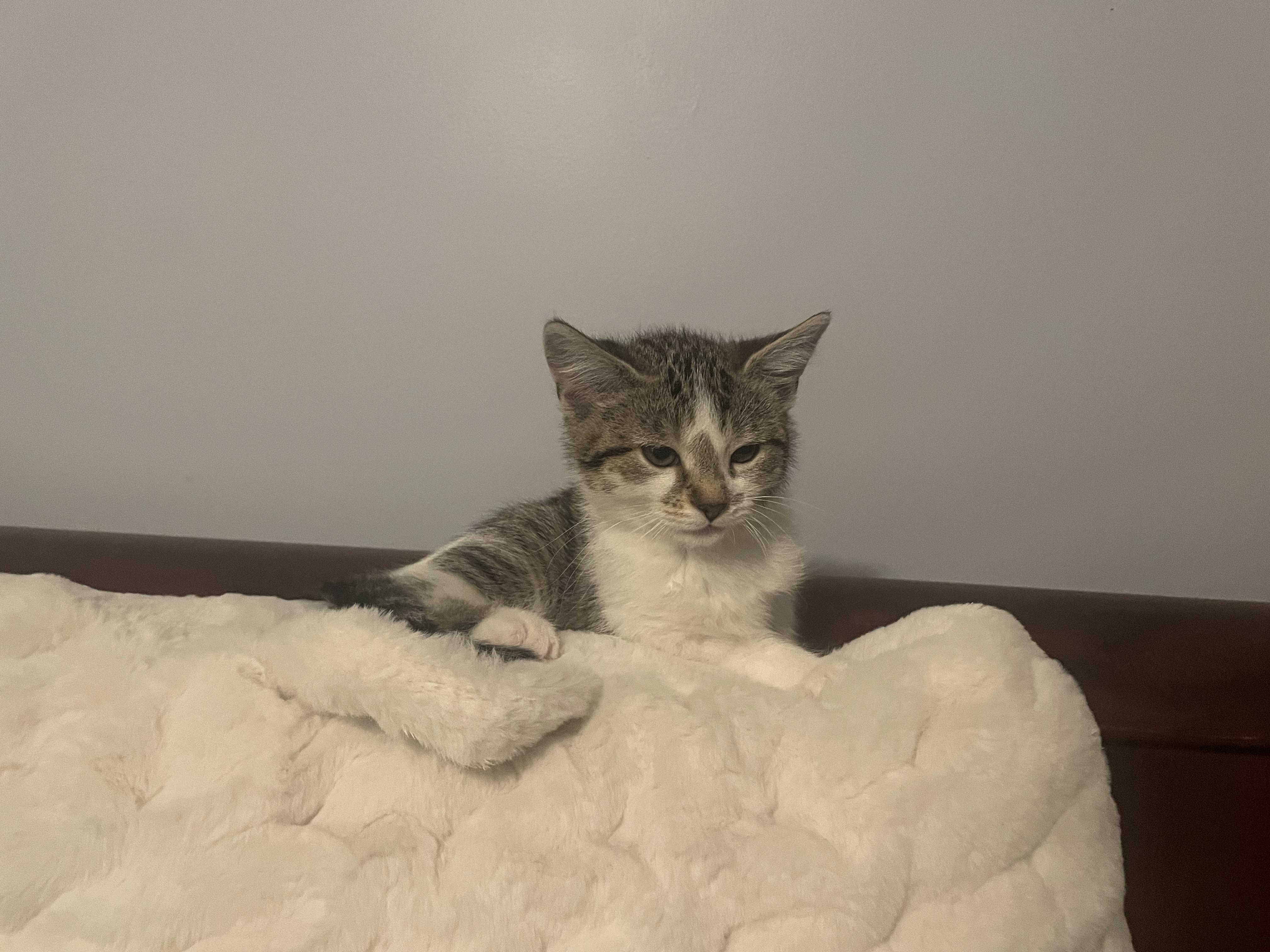 Poppy, Adopted, Young Female Domestic Short Hair.