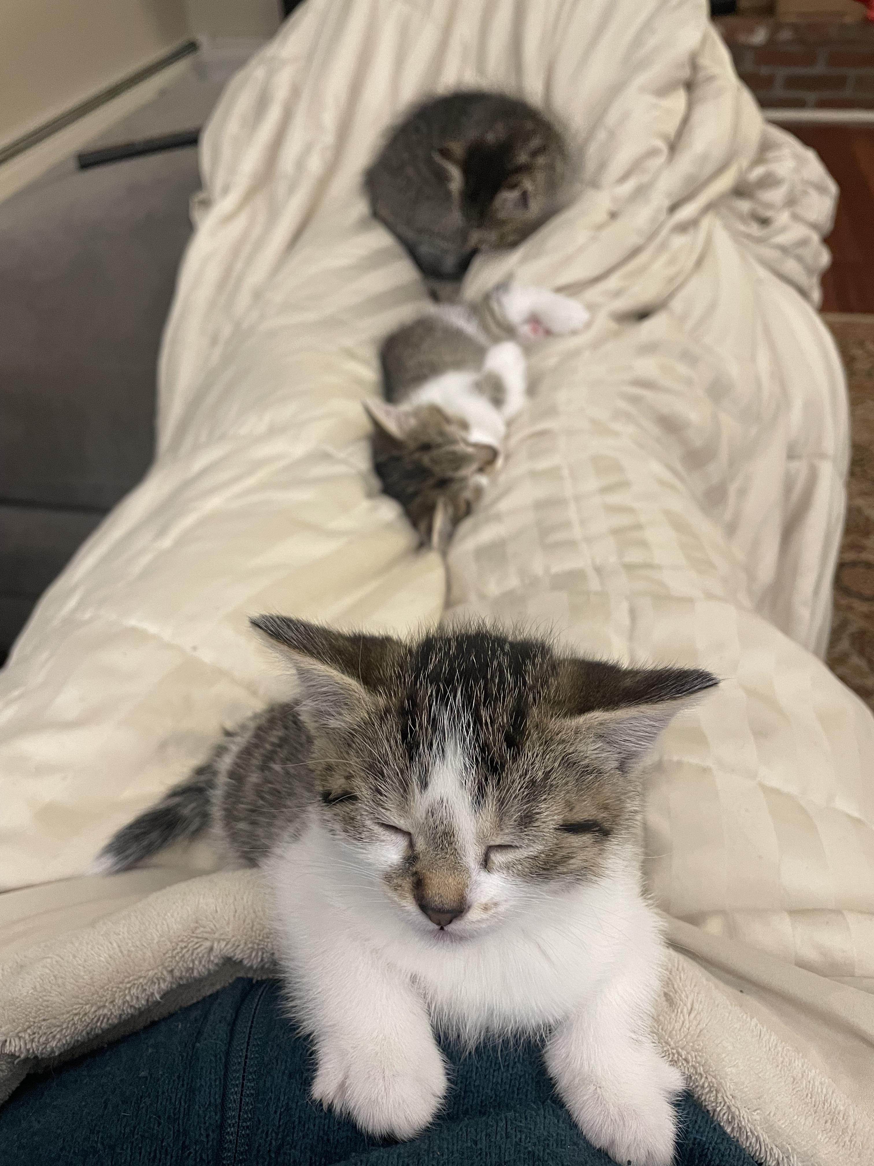 Enlarge Poppy, a Adopted Domestic Short Hair in Burlington, VT image 2/3