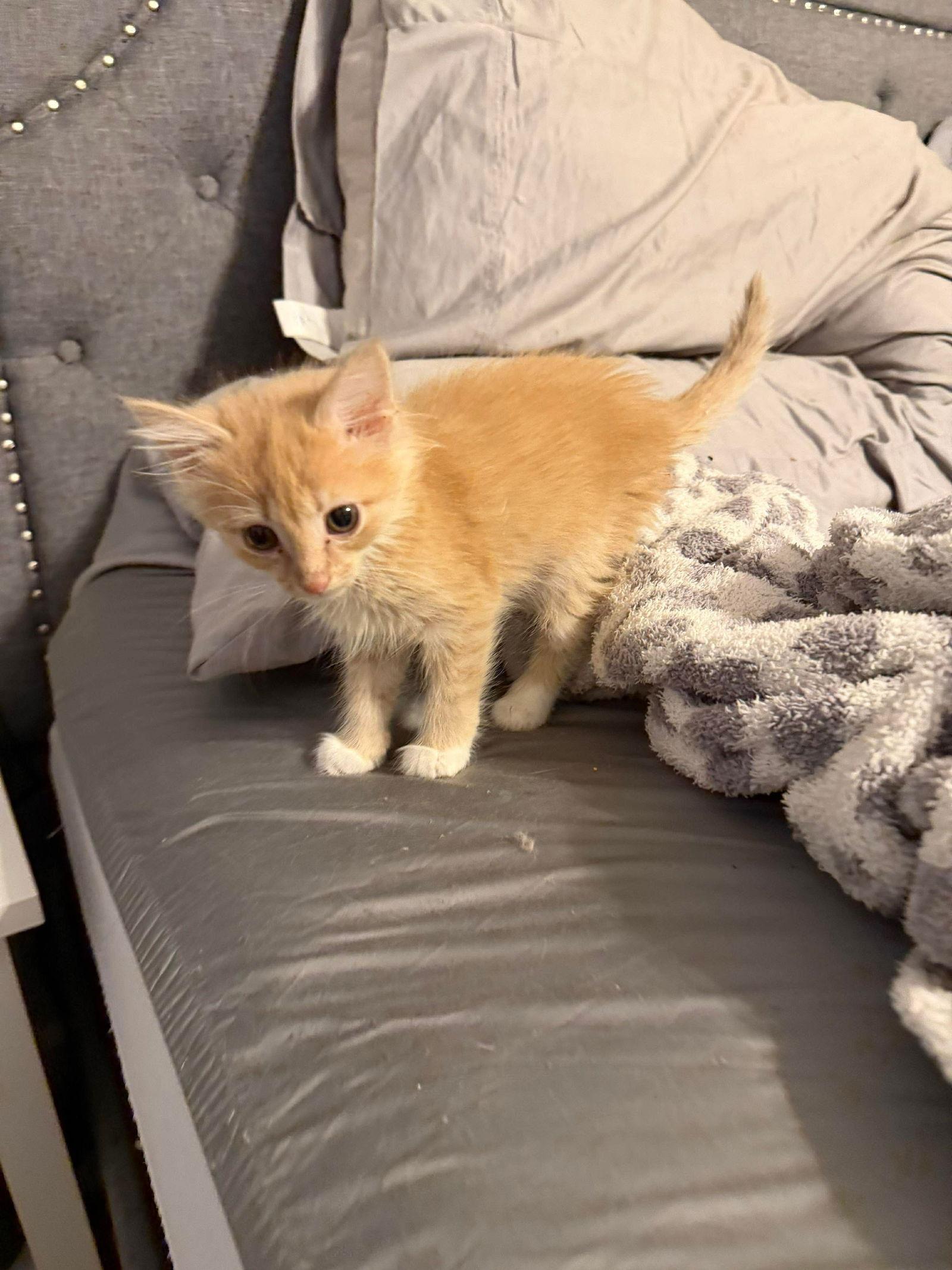 Pronto, Adopted, Young Female Domestic Long Hair.