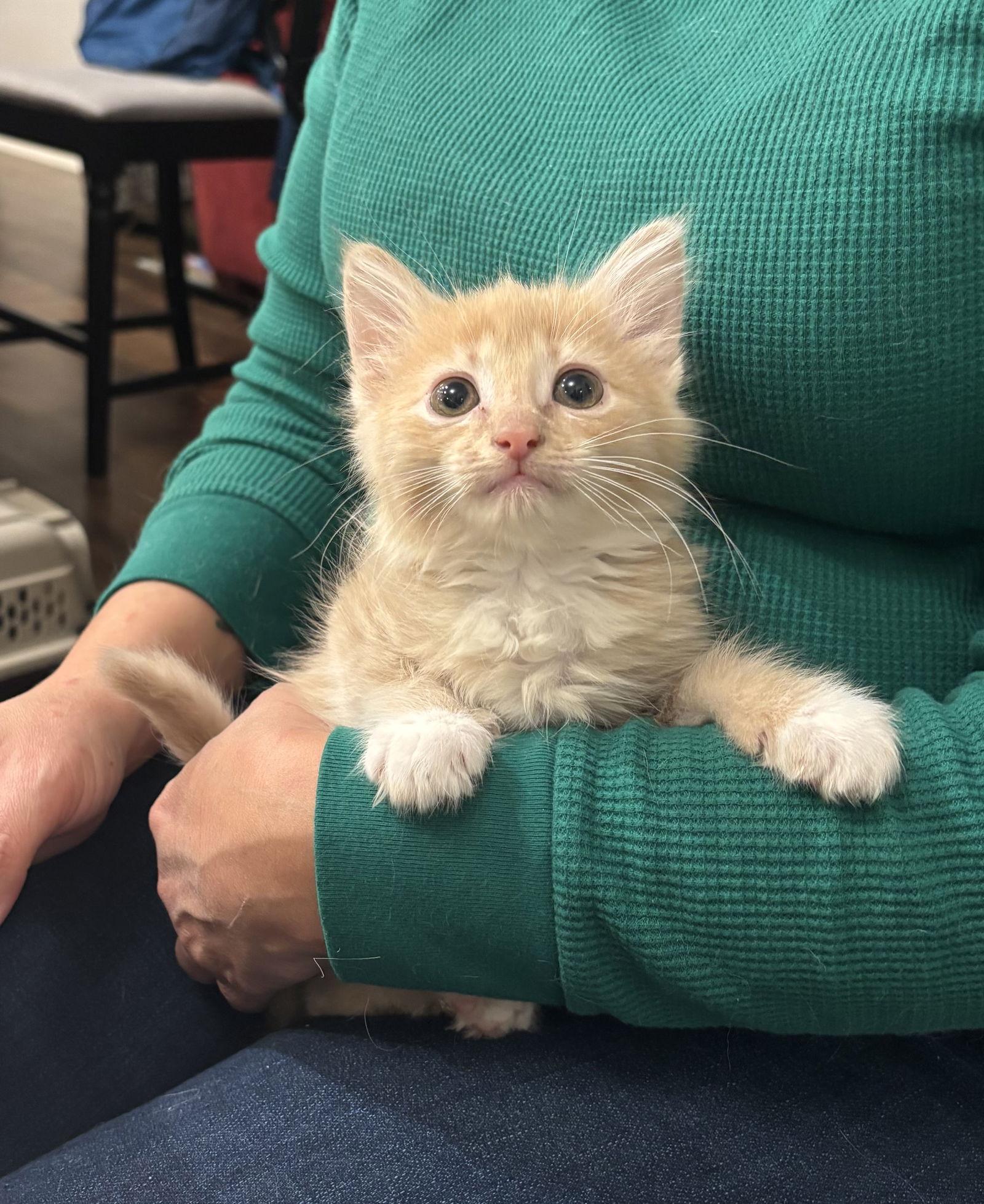 Enlarge Pronto, a Adopted Domestic Long Hair in Camden, SC image 2/3