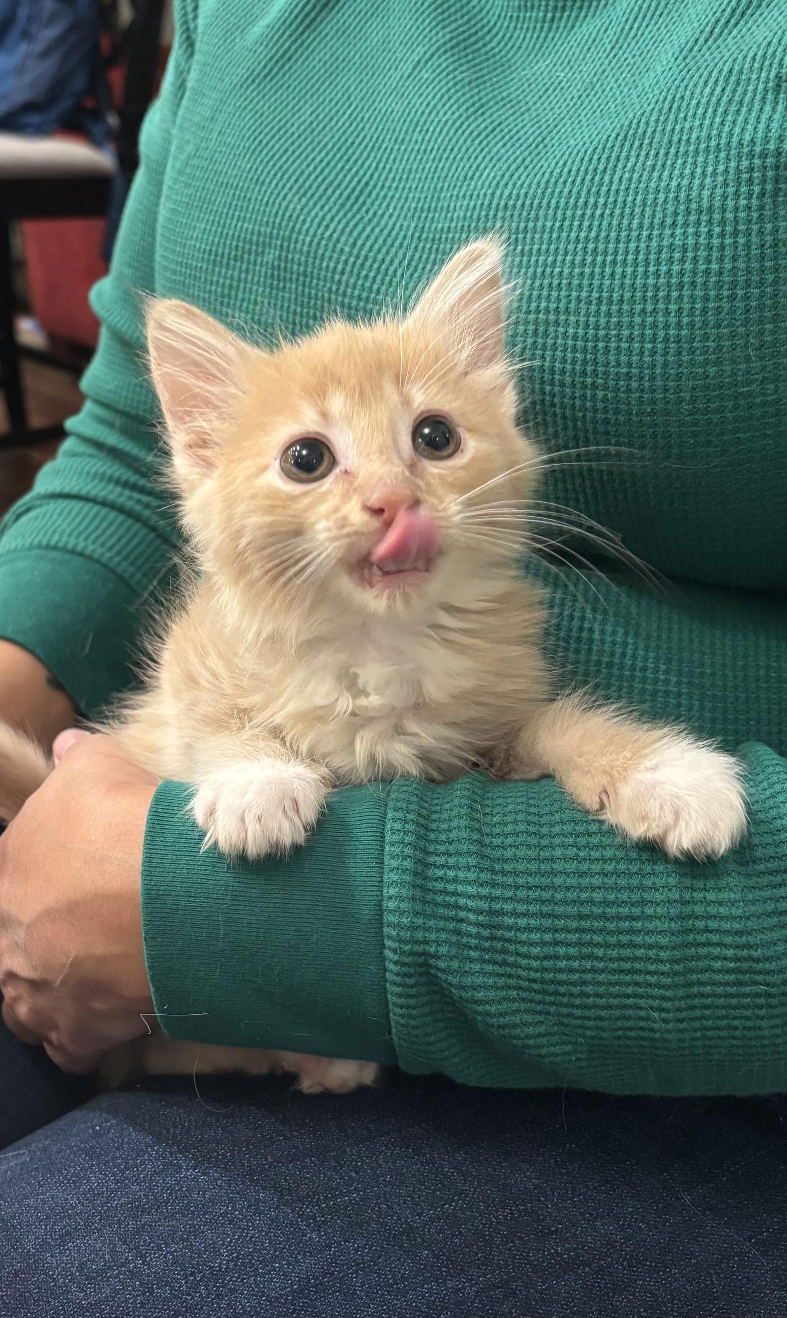 Enlarge Pronto, a Adopted Domestic Long Hair in Camden, SC image 3/3