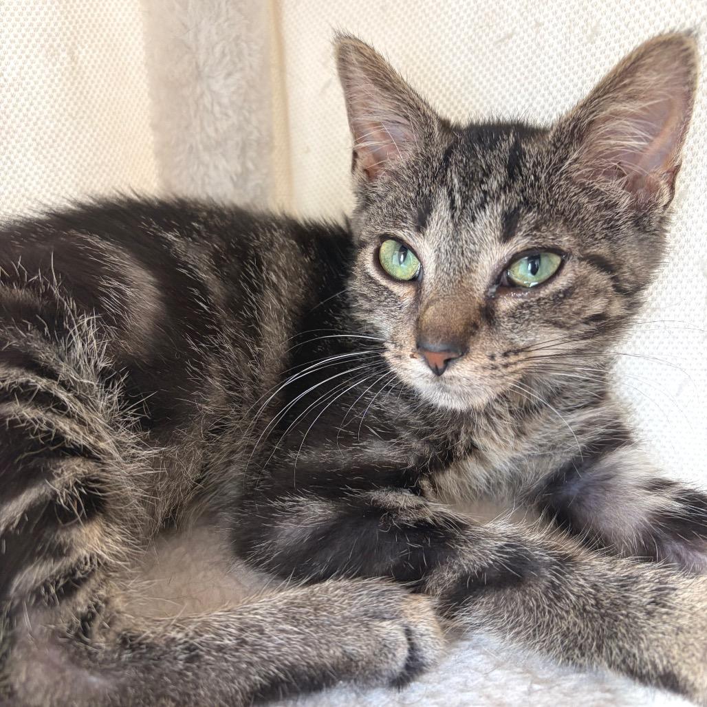 Cats & Kittens for Adoption in Nicholasville, KY | Petfinder