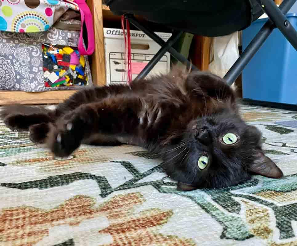 Gaia, a ADOPTABLE Domestic Medium Hair in Kennesaw, GA image 6/6