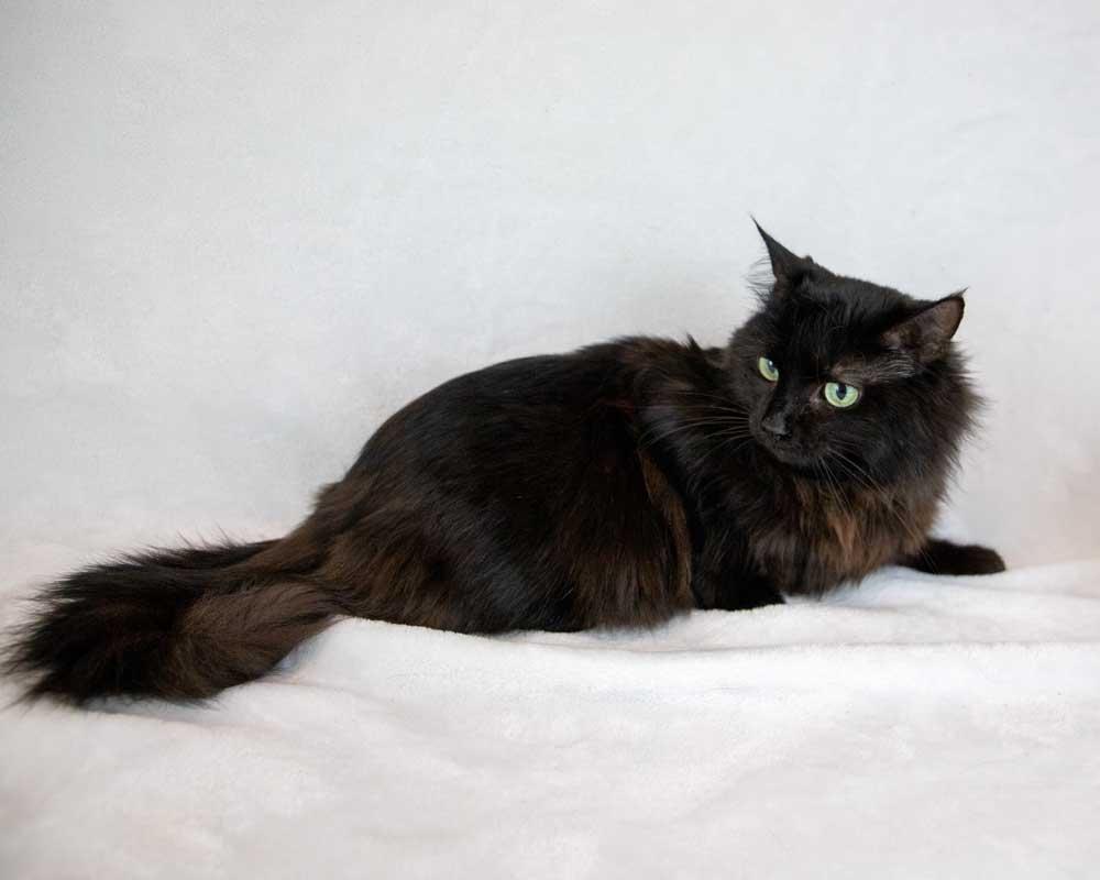 Gaia, a ADOPTABLE Domestic Medium Hair in Kennesaw, GA image 5/6