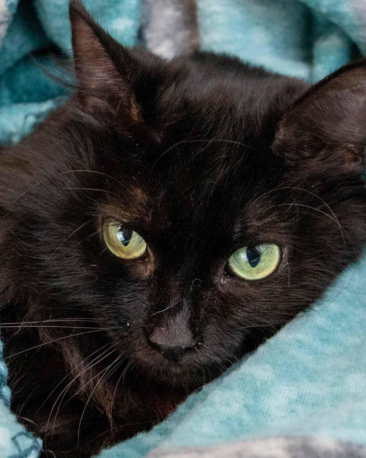 Gaia, a ADOPTABLE Domestic Medium Hair in Kennesaw, GA image 1/6