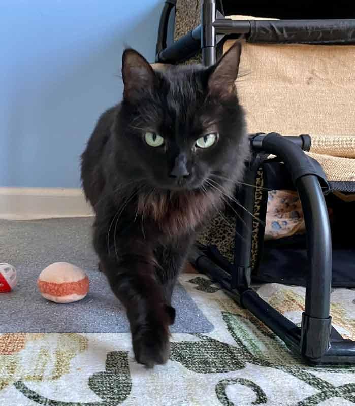 Gaia, a ADOPTABLE Domestic Medium Hair in Kennesaw, GA image 2/6