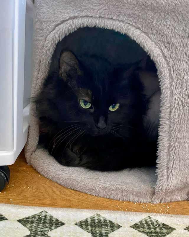 Gaia, a ADOPTABLE Domestic Medium Hair in Kennesaw, GA image 3/6