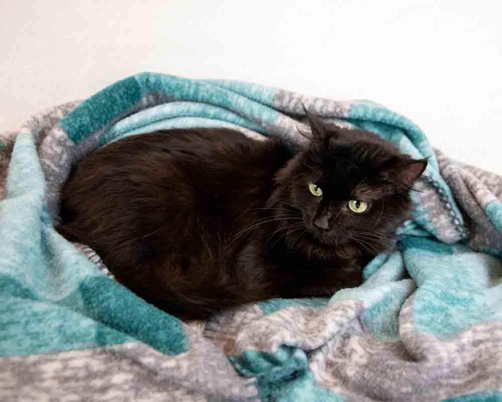 Gaia, a ADOPTABLE Domestic Medium Hair in Kennesaw, GA image 4/6