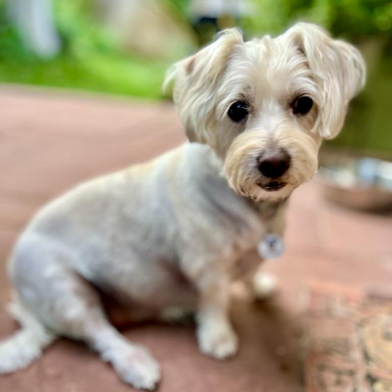 Monty