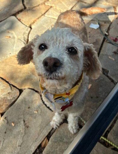 Enlarge Bella, a Adoptable Poodle in San Diego, CA image 1/3