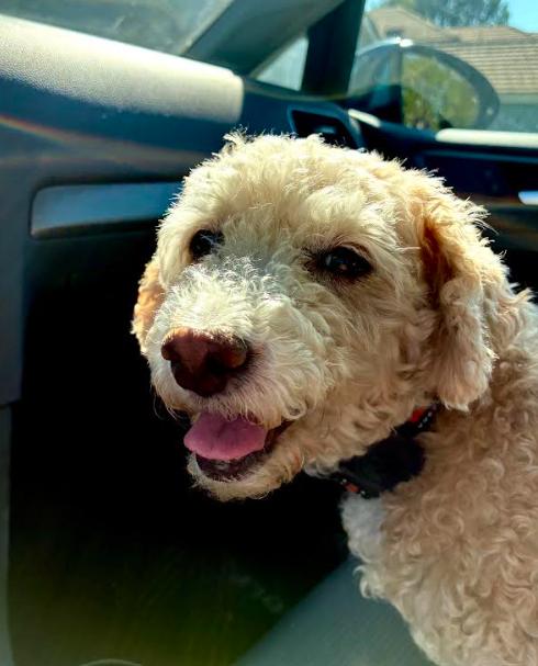 Bella, Adoptable, Senior Female Poodle.