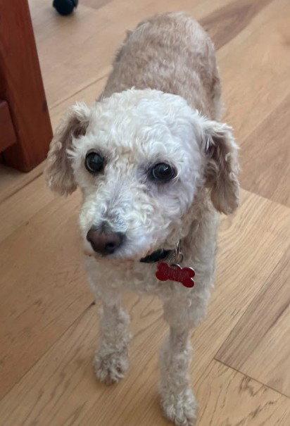 Enlarge Bella, a Adoptable Poodle in San Diego, CA image 2/3