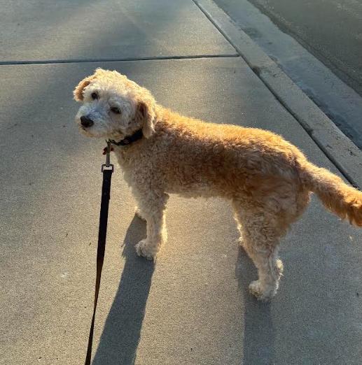 Enlarge Bella, a Adoptable Poodle in San Diego, CA image 2/3