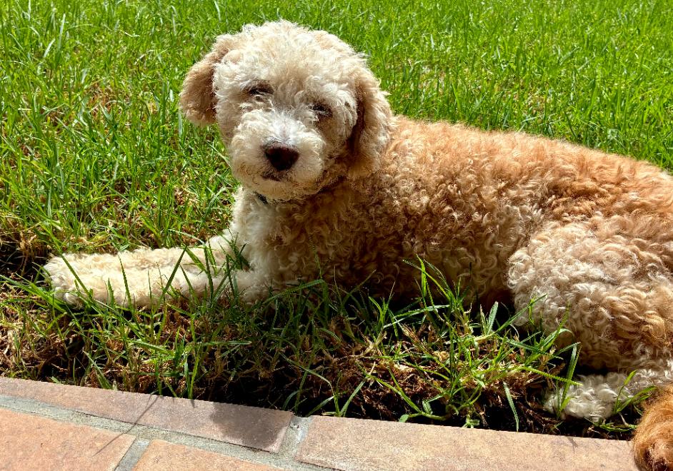 Enlarge Bella, a Adoptable Poodle in San Diego, CA image 3/3