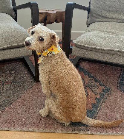 Enlarge Bella, a Adoptable Poodle in San Diego, CA image 3/3