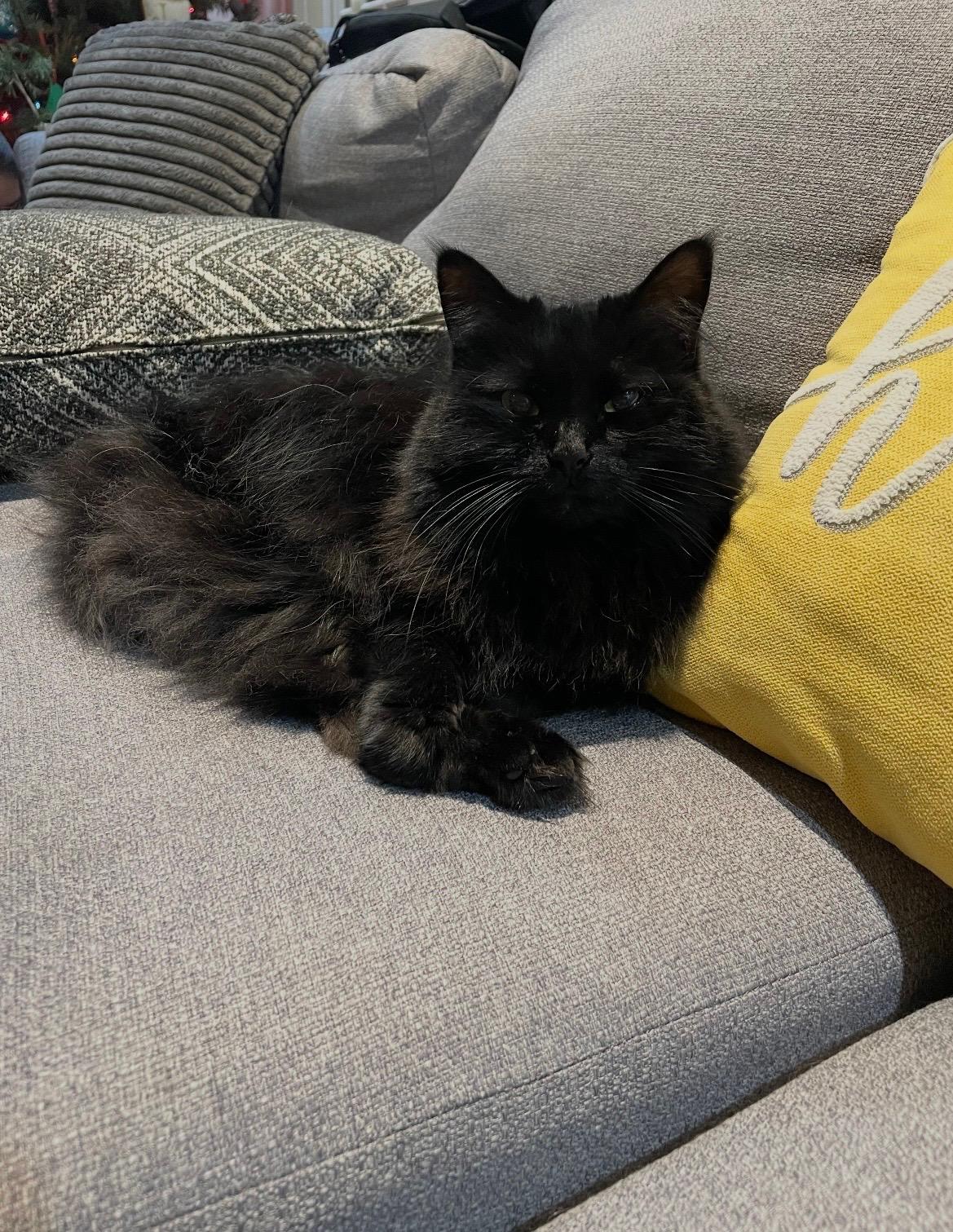 Gracie - Adoptable Pet | Petfinder