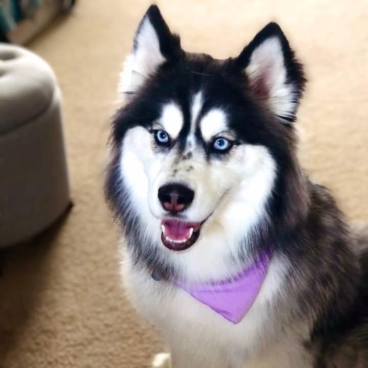 Luna (courtesy post), a Adoptable Siberian Husky in Powell, OH image 5/5