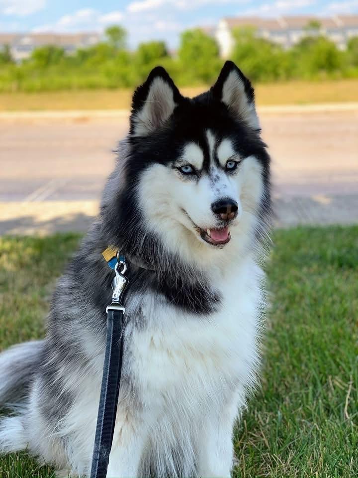 Luna (courtesy post), a Adoptable Siberian Husky in Powell, OH image 3/5
