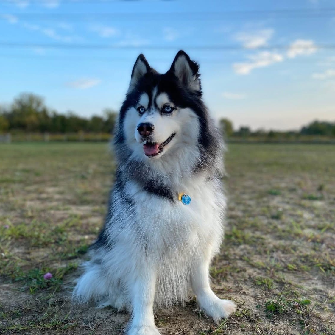 Luna (courtesy post), a Adoptable Siberian Husky in Powell, OH image 1/5